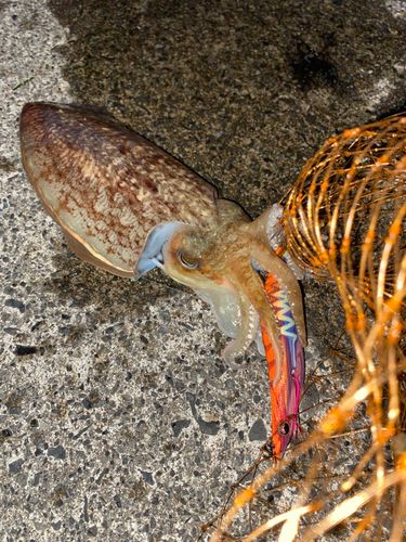 コウイカの釣果