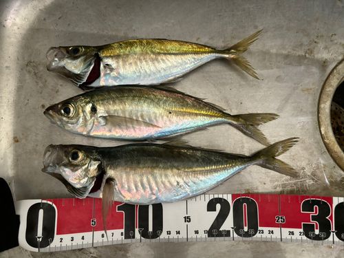 アジの釣果