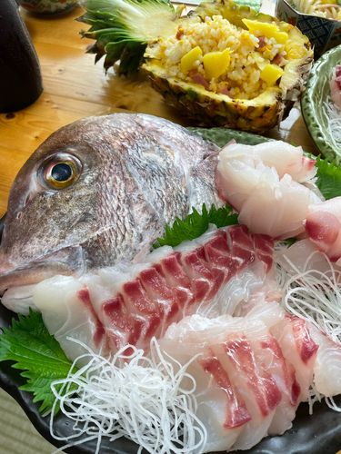 マダイの釣果