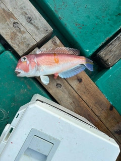 アカアマダイの釣果
