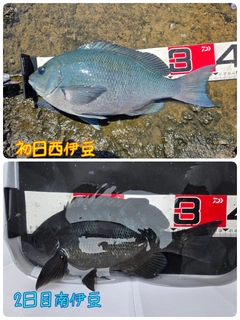 クチブトグレの釣果