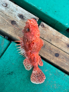 イズカサゴの釣果