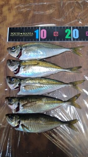 マアジの釣果