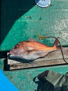 マダイの釣果