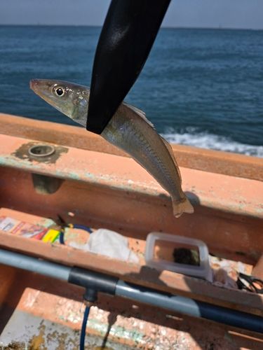 シロギスの釣果