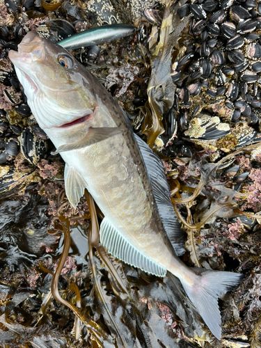 ホッケの釣果