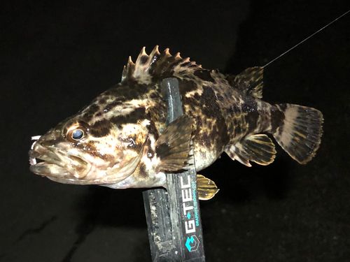 タケノコメバルの釣果