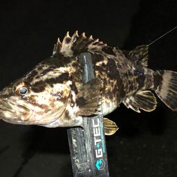 タケノコメバル