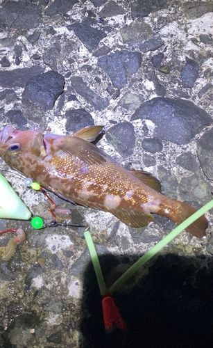 ガヤの釣果
