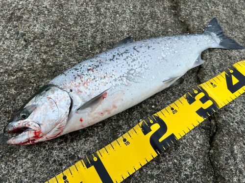 サクラマスの釣果