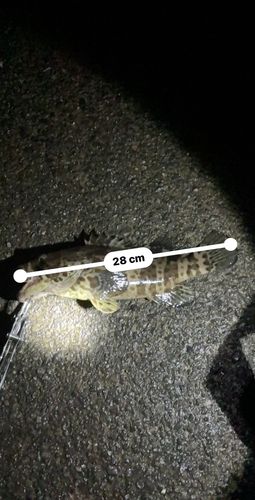 チャイロマルハタ