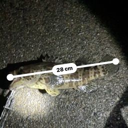 チャイロマルハタ