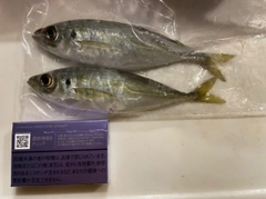 マアジの釣果