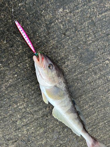 ホッケの釣果