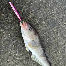 ホッケ