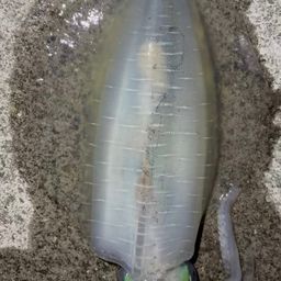 アオリイカ