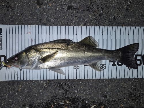 フッコ（マルスズキ）の釣果