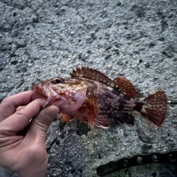 カサゴ