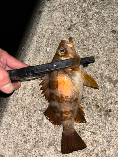 メバルの釣果