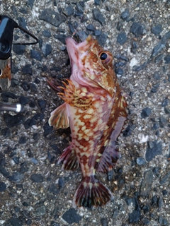 カサゴの釣果