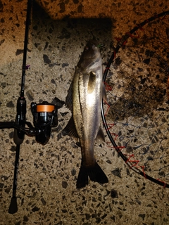 セイゴ(マルスズキ)の釣果