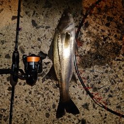 セイゴ(マルスズキ)