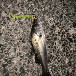 セイゴ（マルスズキ）