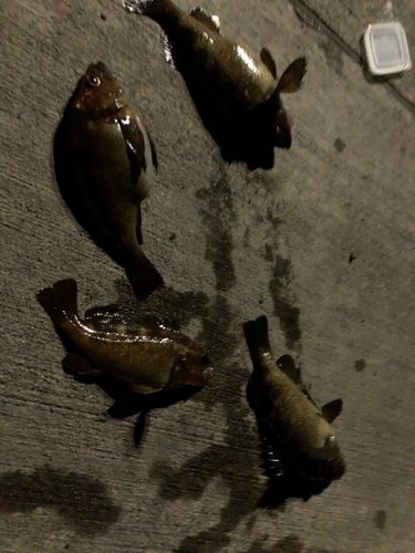 エゾメバルの釣果