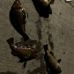 エゾメバル