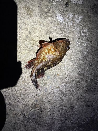 カサゴの釣果