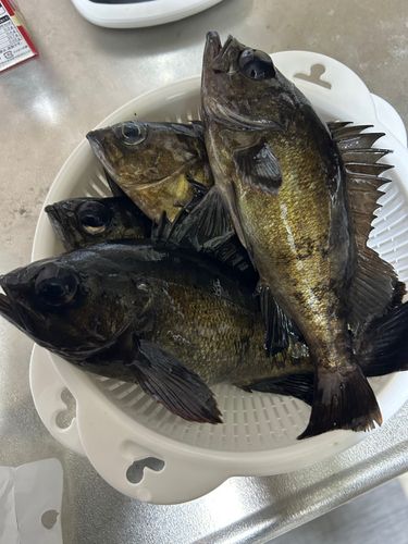 メバルの釣果