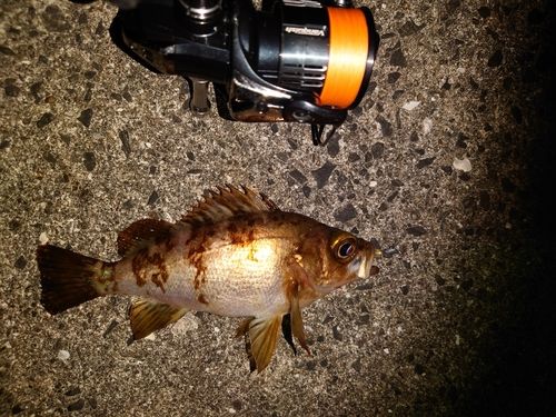 アカメバルの釣果