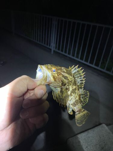 タケノコメバルの釣果