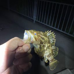 タケノコメバル