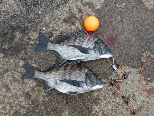 チヌの釣果