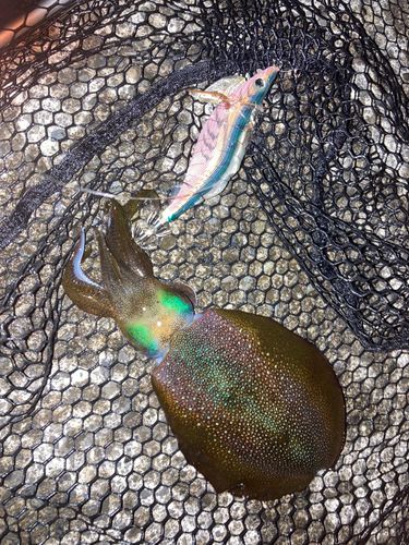 アオリイカの釣果