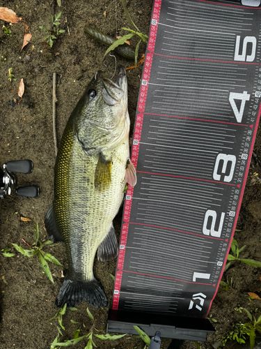ブラックバスの釣果