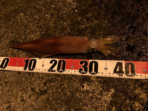 アカイカの釣果