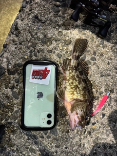 カサゴの釣果