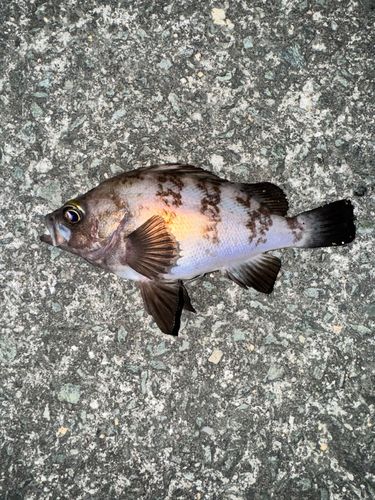 メバルの釣果