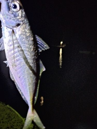 マアジの釣果