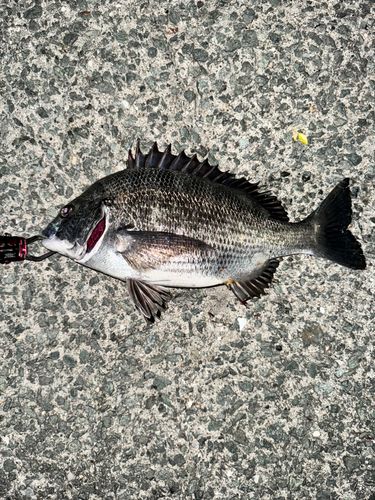 チヌの釣果