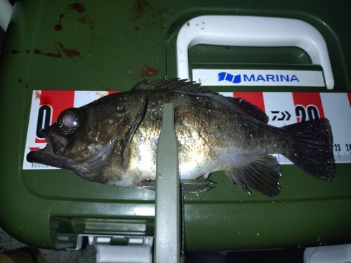 シロメバルの釣果