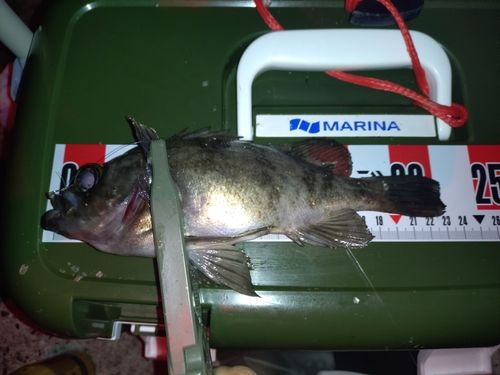 シロメバルの釣果