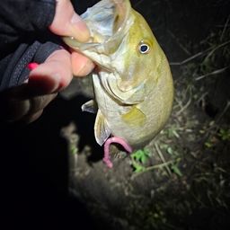 スモールマウスバス