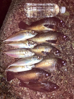 メバルの釣果