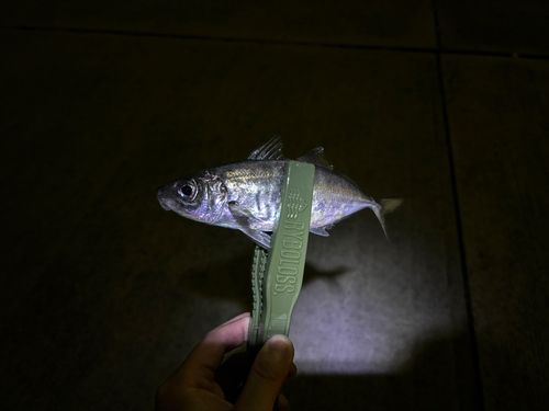 マアジの釣果