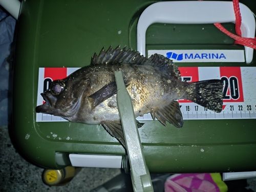 シロメバルの釣果