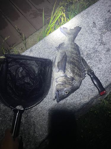 チヌの釣果
