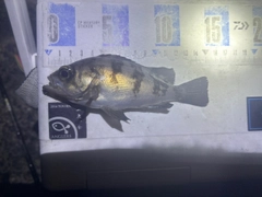 メバルの釣果